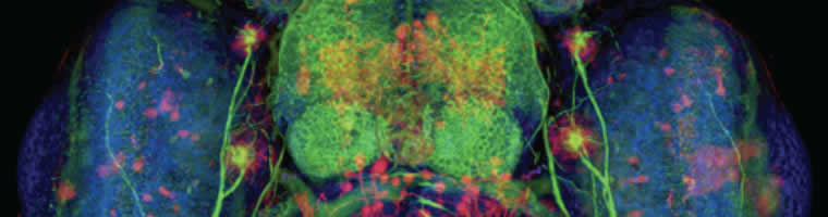 Enhancer trap line (red) expressed in the brain of a 5 day old zebrafish (Otsuna and Chien)